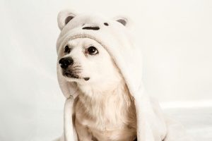 Come proteggere gli animali domestici dagli sbalzi di temperatura