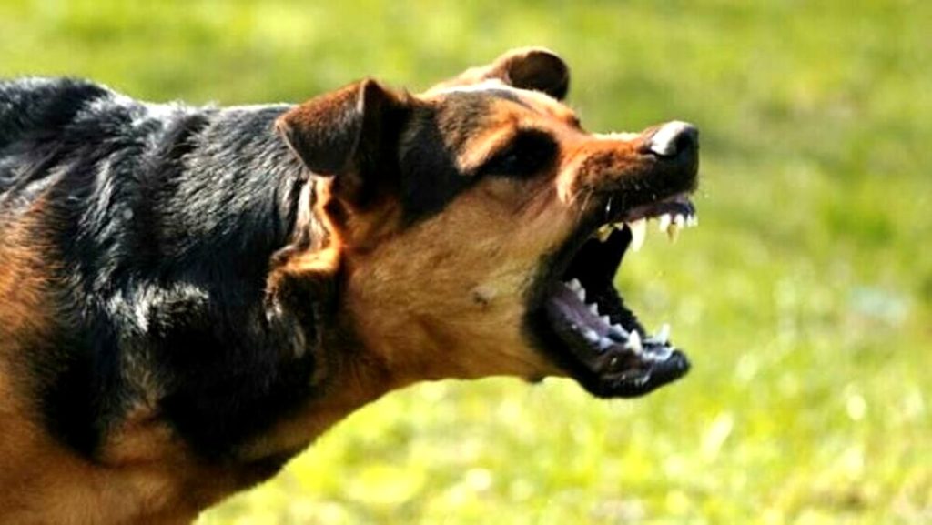Bambina di due anni morsa in testa da un cane mentre giocava in un giardino