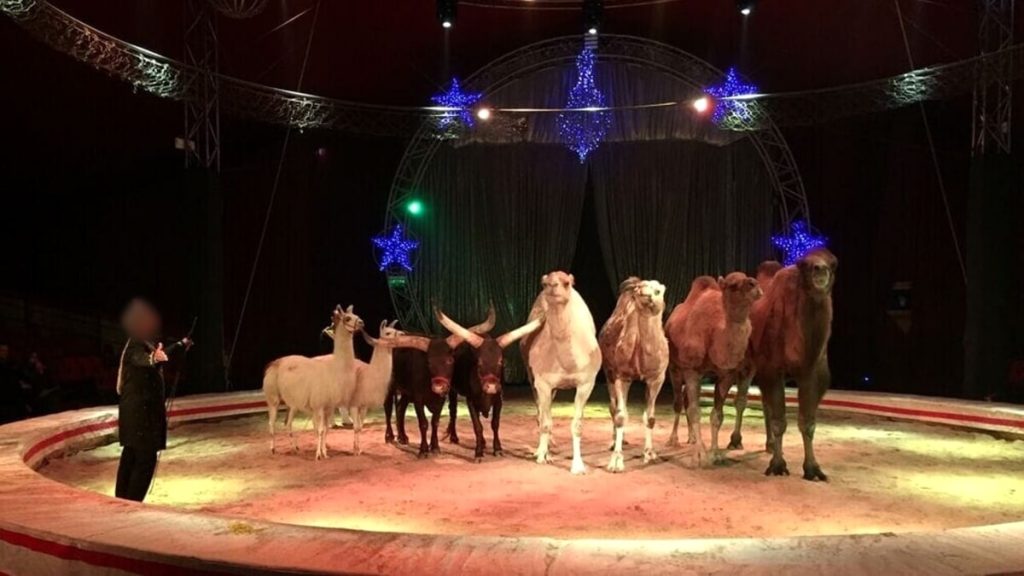 Animali nei circhi, il Campidoglio dice basta: “Sono diseducativi”