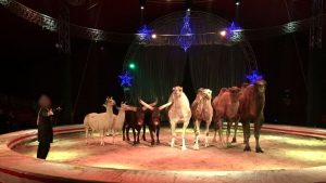 Animali nei circhi, il Campidoglio dice basta: “Sono diseducativi”