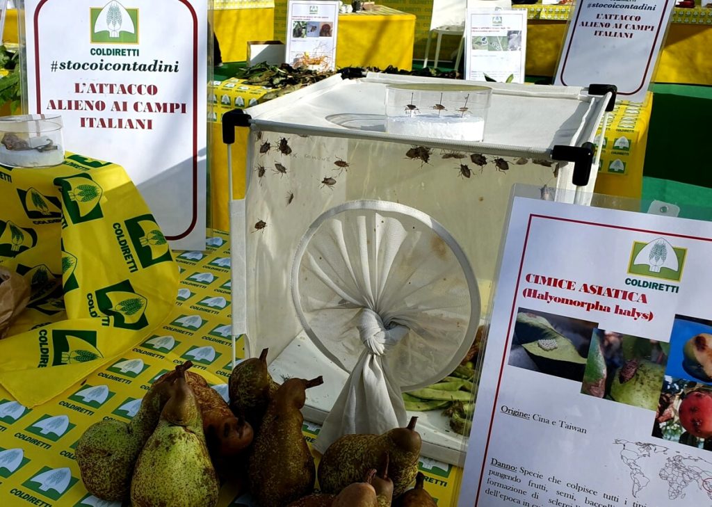 L'attacco alieno ai campi italiani, Coldiretti lancia l'allarme contro la cimice asiatica