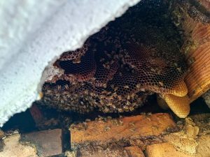 Via le api nascoste nell’intercapedine del palazzo: “Ogni anno venivo punta, era un incubo”