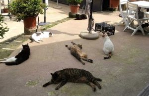 "Con il trasloco del Bambino Gesù, a rischio il gattile dell'ex Forlanini"