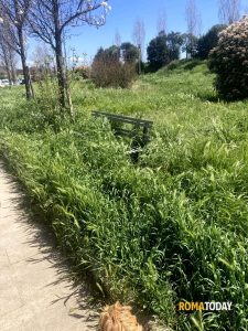 LETTORI - La vegetazione ingoia le panchine