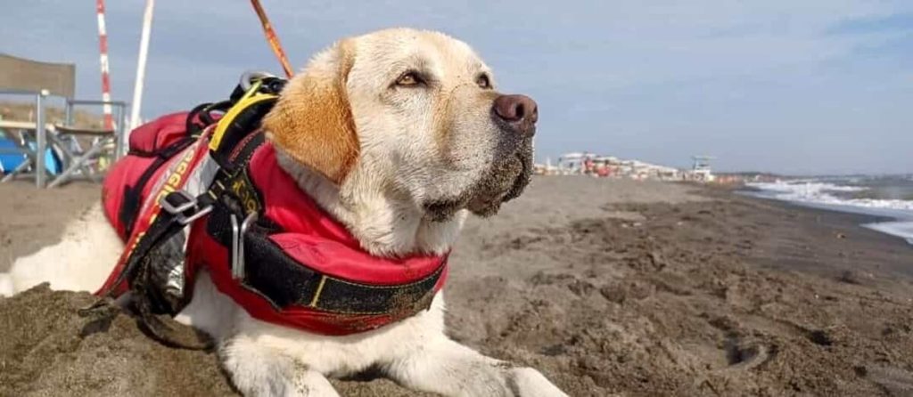 Addio a Mira, la labrador eroina del litorale laziale