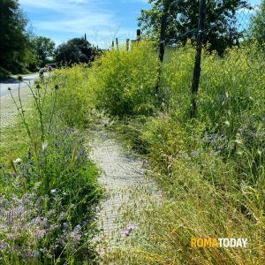 Diserbo dei marciapiedi, si volta pagina: la gestione passa ad Ama