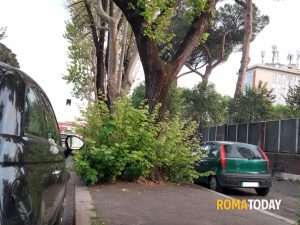 Sfalcio dei marciapiedi, davanti all’ingresso del Policlinico è tornata la giungla