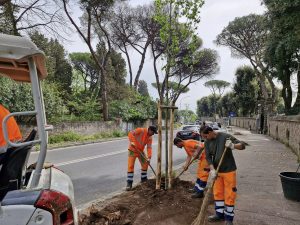 Via i ceppi, arrivano platani e piante da fiore. Roma nord diventa più verde