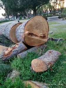 Villa Borghese, monta la protesta per il taglio dei pini. Il Campidoglio: “Ne abbattiamo 70 per ragioni di sicurezza”