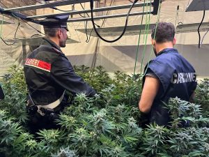 La maxi piantagione da 800 chili di marijuana alle porte di Roma. Caccia ai pusher