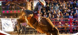 Rodeo con i tori a Roma, scoppia la polemica. "Inaccettabile, non siamo in Texas"