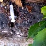 Furti, vandali e siringhe abbandonate: in un asilo nido di Centocelle è emergenza sicurezza