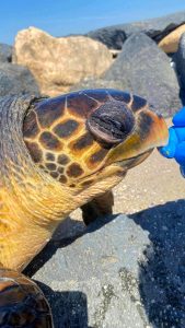 Nella spiaggia di Focene trovata una tartaruga caretta: "Purtroppo era già morta"