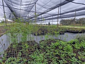 Nell’ex Ovile coltivate 100mila piantine: vanno a ringiovanire il patrimonio forestale romano