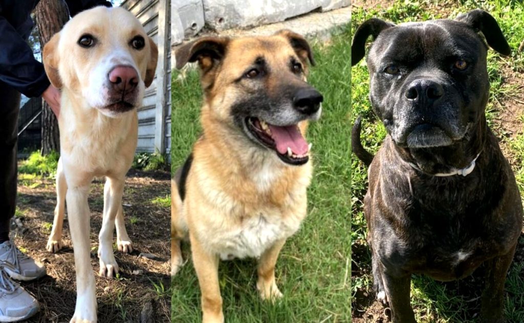 Adottare un cane: i quattro zampe che non vedono l’ora di conoscervi