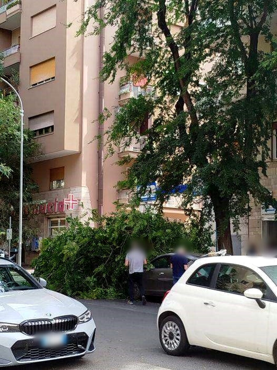 Albero si spezza e danneggia auto in sosta