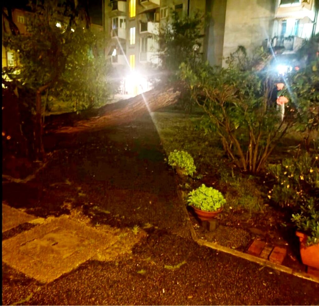 Albero crolla su un palazzo delle case popolari