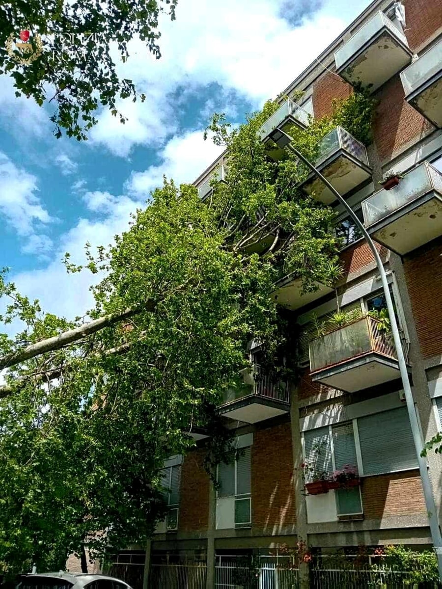 Albero crolla su un palazzo: evacuati tre appartamenti. Danneggiati un'auto e un balcone
