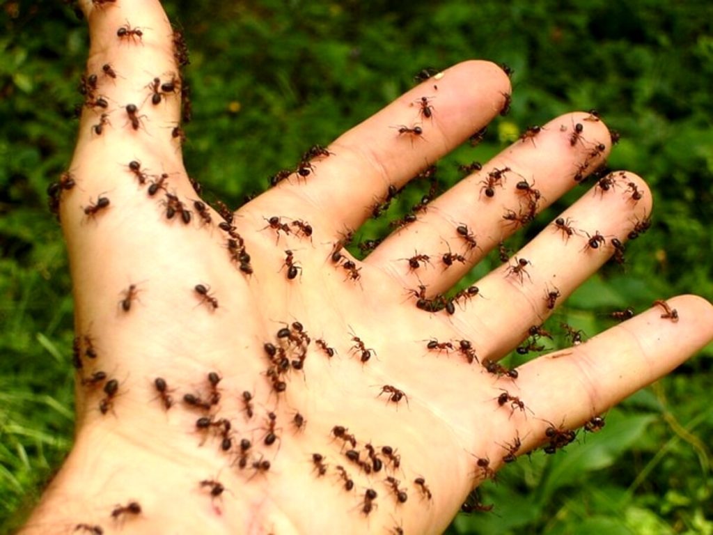 Con il caldo tornano le formiche. Come eliminarle con rimedi naturali