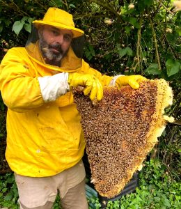 Paura a Cesano, giardiniere attaccato e punto dalle api. C'era un nido con 200mila insetti