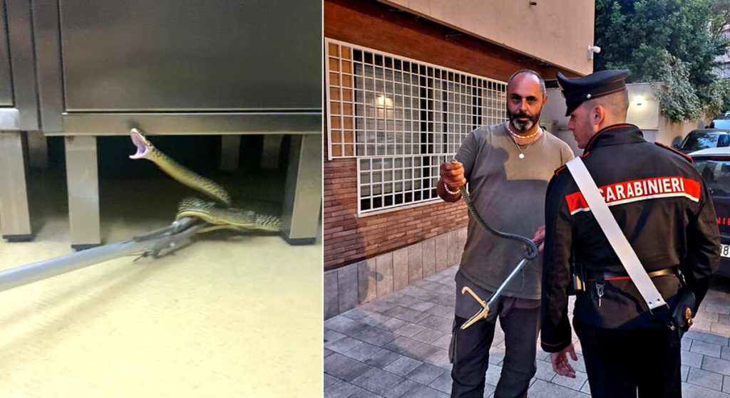 Serpente in una clinica a Roma, panico tra i dipendenti