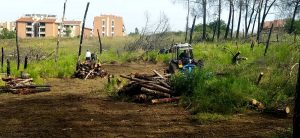 Colle degli Abeti, a tre anni dell'incendio finalmente la bonifica della pineta