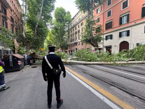 Albero si spezza e crolla su viale Regina Margherita: strada chiusa e bus deviati