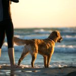 A Maccarese il Baubeach, a Ostia una spiaggia libera: la stagione estiva comincia anche per i cani