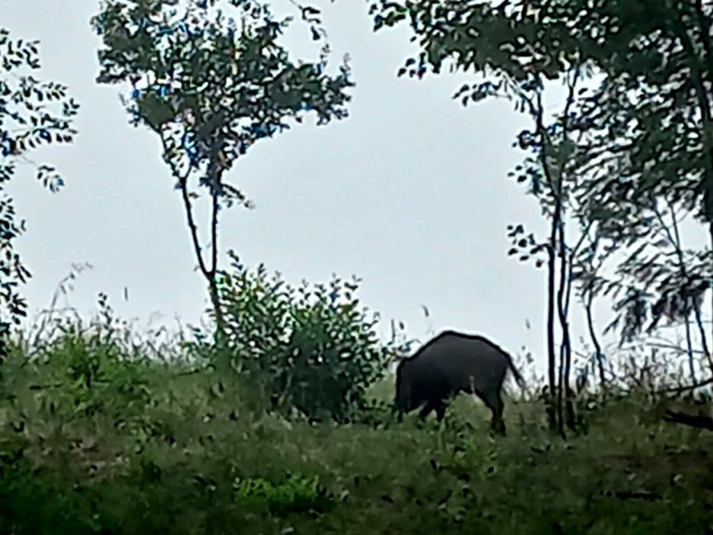 Cinghiali: c’è un esemplare  che si aggira nel parco Campagna, vicino a scuole ed area giochi