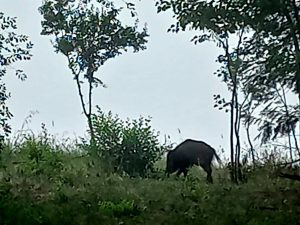 Cinghiali: c’è un esemplare  che si aggira nel parco Campagna, vicino a scuole ed area giochi