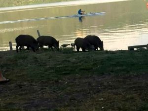 Lago Albano, anche i cinghiali apprezzano la spiaggia: i consigli da seguire quando s'incontrano