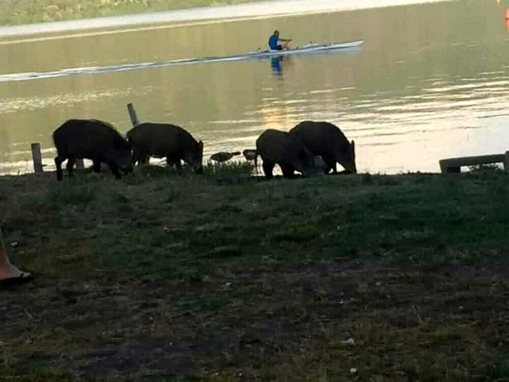 Lago Albano, anche i cinghiali apprezzano la spiaggia: i consigli da seguire quando s'incontrano