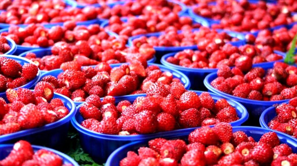 Nemi è tra i Comuni più belli d'Italia: festa "doppia" alla Sagra delle Fragole