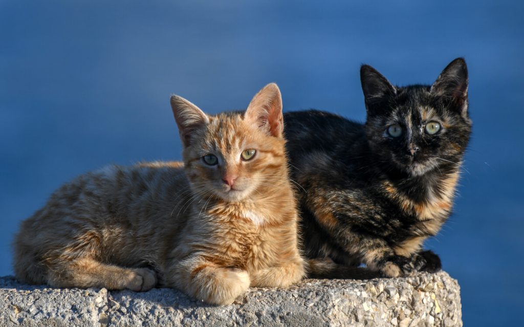 Gattili, colonie feline e oasi: differenze e caratteristiche delle strutture che ospitano i gatti
