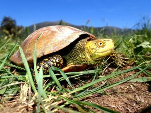 Giornata Mondiale della Tartarughe all'Oasi WWF Macchiagrande