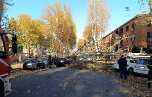 Viale del Policlinico chiuso. Il Comune deve abbattere 14 platani