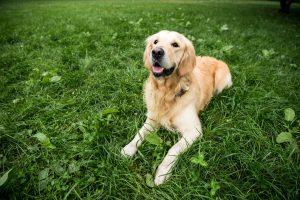 Golden Retriever, gli incroci di una delle razze più amate