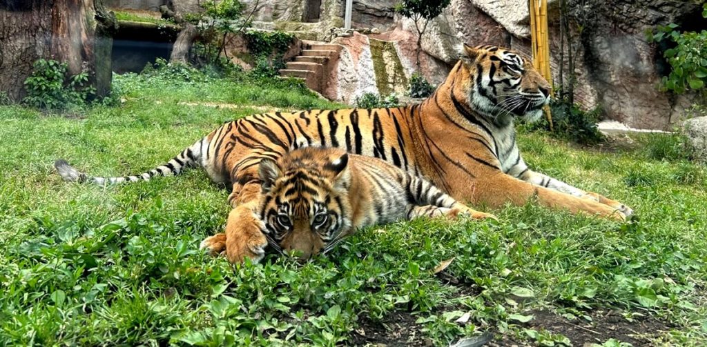 Invertiamo il rosso al Bioparco