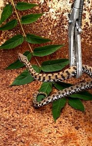 "C'è un serpente nel pollaio": catturata una vipera adulta alle porte di Roma