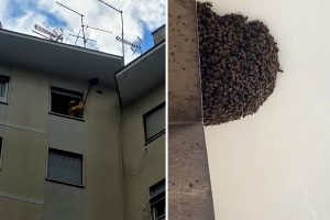 Rimosso uno sciame di 10mila api: "Non potevano più aprire la finestra del bagno"