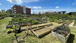 Bocciata la cannabis ad uso terapeutico negli orti urbani di Roma: "E' una follia"