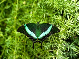 Festa della mamma "sfarfallante" a La Casa delle Farfalle