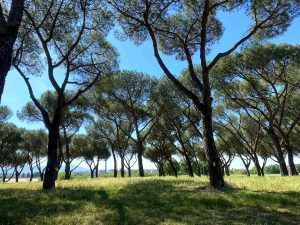 Dal parco di Tor Tre Teste a quello di Centocelle: endoterapia per salvare i pini del municipio V