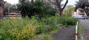 Aree verdi, Forza Italia attacca "Erba incolta ovunque", il municipio VIII: "A breve lo sfalcio"