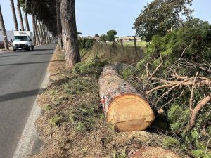 Addio ai pini, non solo nelle ville e nelle pinete: anche in periferia le motoseghe restano in funzione