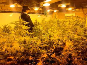 Scoperta serra con 57 piante di marijuana. Consumava energia elettrica in modo anomalo