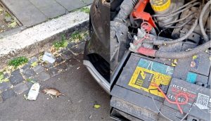 Tiburtino, l'invasione di topi che danneggiano anche le automobili