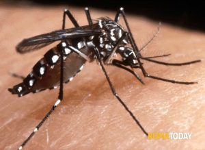 Dengue e zanzare, ecco l'ordinanza di Roma per arginare il fenomeno