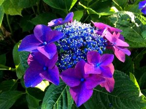 Festa delle Ortensie