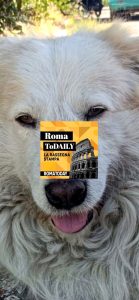 Roma senza tram. Uccidono cane e lo gettano nel fossato. ASCOLTA il podcast di oggi 25 giugno